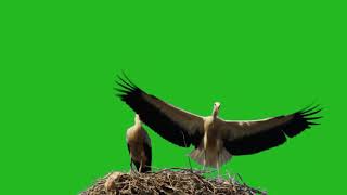 Футаж птицы в гнезде на зеленом фоне