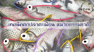 เทคนิคตกปลาตะเพียน🐟หมายธรรมชาติ (สำหรับน้าๆมือใหม่) BYน้าบัง