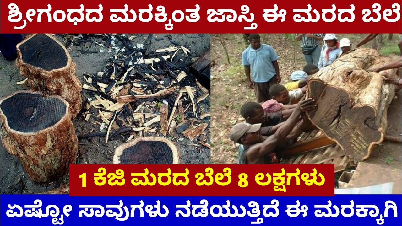 ಶ್ರೀಗಂಧ ಮರಕ್ಕಿಂತ ಜಾಸ್ತಿ ಈ ಮರದ ಬೆಲೆ | 1ಕೆಜಿಗೆ ಮರದ ಬೆಲೆ 8 ಲಕ್ಷ | Costliest Wood In a World |Black Wood