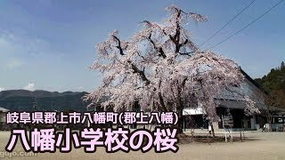 岐阜県郡上市 郡上八幡 八幡小学校の桜 Youtube 岐阜県郡上市 郡上八幡 八幡小学校の桜 Youtube