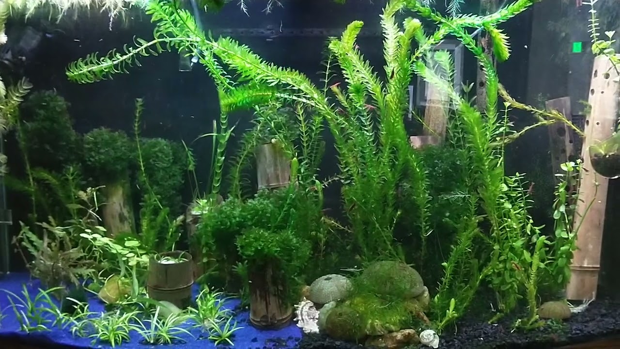 Nice and tall Anacharis/Elodea moving around my tank.