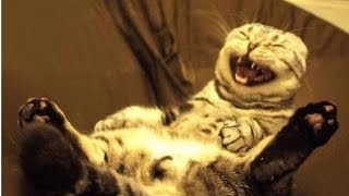 Нарезка смешных моментов с котами/ #funny cats video