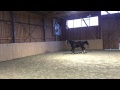 Baghira v. Balou du Rouet
