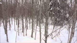 wolf snaring 2