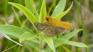 Dakota Skipper Butterflies - NDGF - 10-02-2025