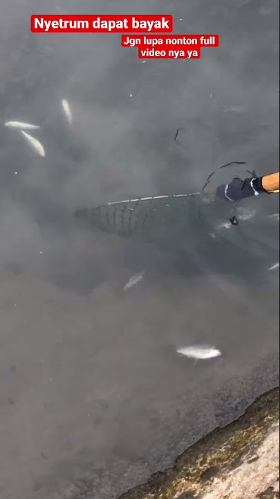 NYETRUM IKAN DI SUNGAI AIR SURUT HASIL NYA MANTAP | PAKAI STRUM PAC#nyetrum #bolang #ikannila