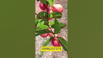 🍑 Cây Giống Ổi Hồng Ruby Siêu Trái