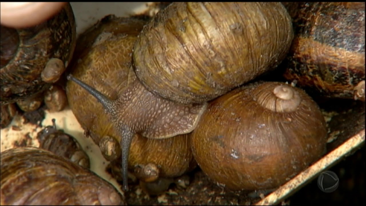 Nova temporada da Fazenda terá criação de escargots e menu francês