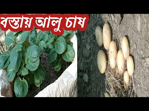 ভিডিও: কীভাবে রোজমেরি আলু বেক করবেন