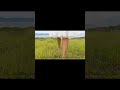 Cover Zara Larsson - Midnight Sun p.7 #zaralarsson #zara #shorts #midnight