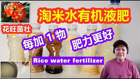 淘米水有機液肥 | 每加1物，肥力更好 | 多種製作方法，花旺苗壯 | Rice Water fertilizer （English subtitles) - 天天要聞