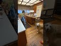 元保護犬 ゴールデンレトリバー 伏せを教える。#shorts