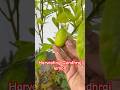 Aaj aik lemon harvest kar liya #rooftopgarden #terracegarden #kitchengardening #fruitplant