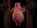 3D Animation#HeartAnatomy #Cardiology