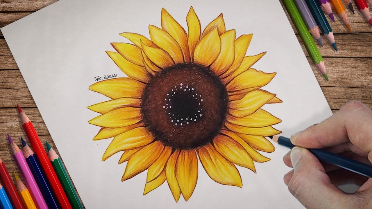 Hand drawn watercolor sunflower painted sketch Vector Image