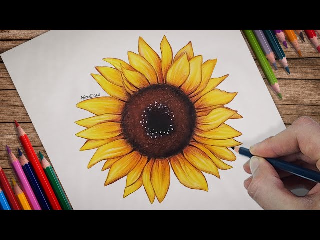 Stunning Free Botanical Sunflower Drawings In The Public Domain - Picture  Box Blue