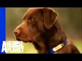 Labrador Retriever | Dogs 101 の動画、YouTube動画。