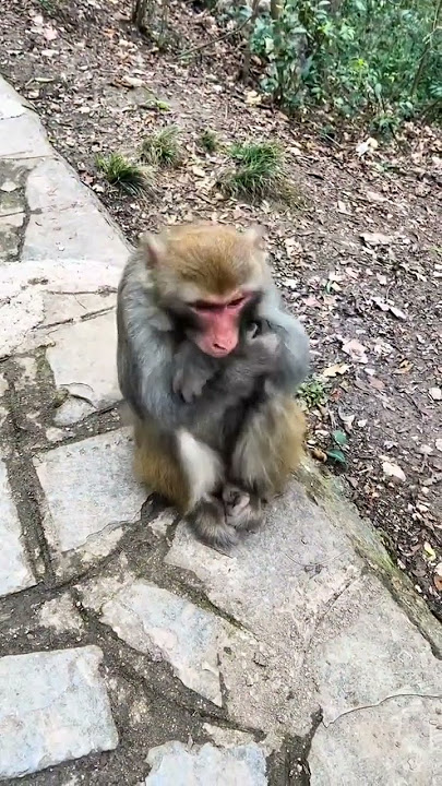 Monkey getting angry after spanking him