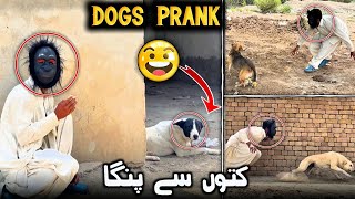 Dogs Prank 2024 // Fake  Gorilla vs Dog // Very Funny Video 🤣🤣