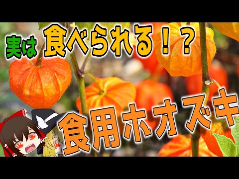 【ゆっくり解説】食用ホオズキの栄養ついて解説！