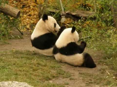 Panda cub Fu Long's last day in Vienna