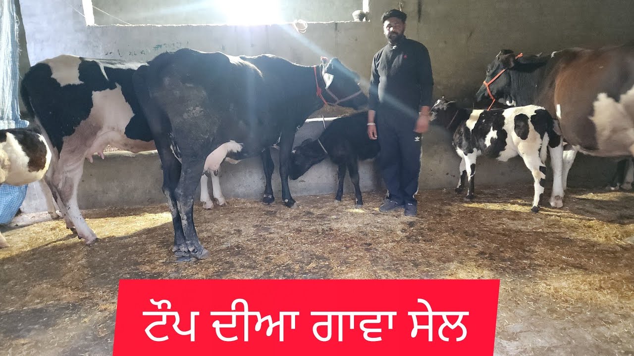 9878809216 ਤਾਜੀਆ ਸੂਈਆ ਗਾਵਾ ਸੇਲ 