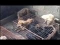 Yulin 2019, 60 Hunde