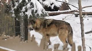 Wolf in Calgary Zoo