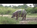 Hippos in Kazinga Channel, Uganda