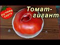 САМЫЙ УРОЖАЙНЫЙ СОРТ ТОМАТА С ПЛОДАМИ - ГИГАНТАМИ