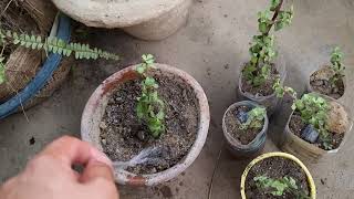 How to grow Jade plant | Jade plant propagation and care | Lucky plant | Jade plant cutting