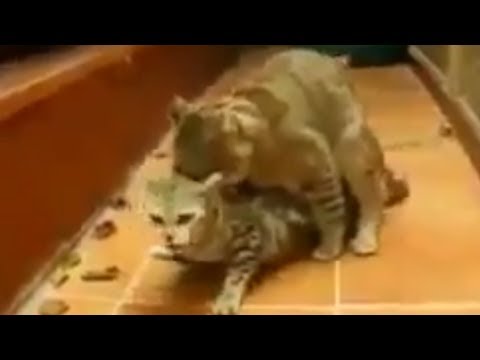 على كيفك علاوي