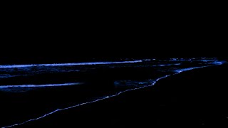 Fall Asleep Instantly to The Sound of Ocean Waves in The Dark Night