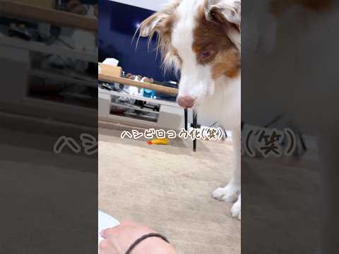 ロボット掃除機が大好きすぎる犬が激しすぎる😂【オーストラリアンシェパード】#shorts
