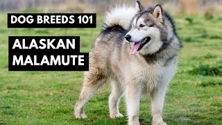 Alaskan Malamute 101: What You NEED to Know!