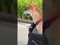 飼って気づく 柴犬が人気な理由【＃441】 #柴犬 #柴犬との暮らし