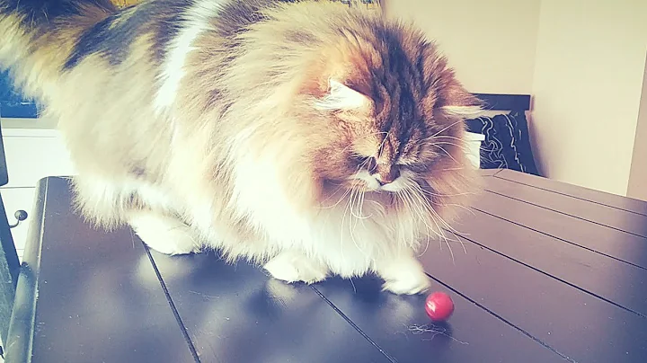 Video 11902381: munchkin cat playing, amazing cat