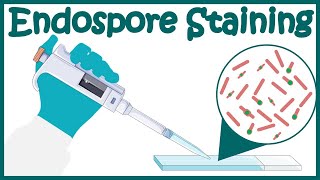 Endospore staining | Endospore stain procedure |  Moeller and Schaeffer-Fulton Methods