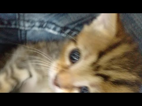 cats inn Kitten Close Up 2017-07-28