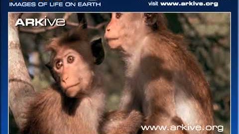 ARKive video 952251EF CEC2 44A7 A316 1C054C2864CD