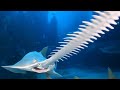 무섭게 생긴 외모에 톱니같은 강력하고 긴 주둥이를 가지고 있는 해양동물 톱가오리sawfish