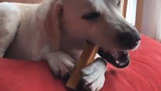 Jack enjoying Super Himalayan Dog Chew ,Natural Organic long lasting treat