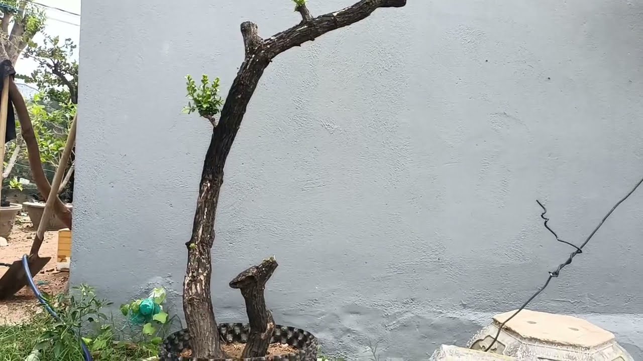 M177 gl cây cẩm thị mẫu tử sống khỏe lh0328223556