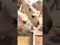 يا بكرتي لا تحنين أداء عماد الخمشي 