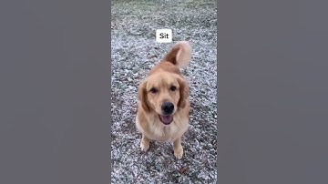 Positive Reinforcement Training - Golden Retriever Life #Shorts