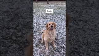 Positive Reinforcement Training  Golden Retriever Life #Shorts