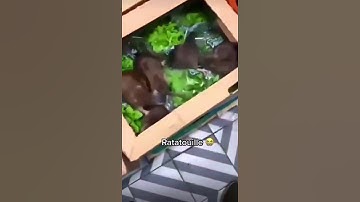 random video from my camera roll part 1