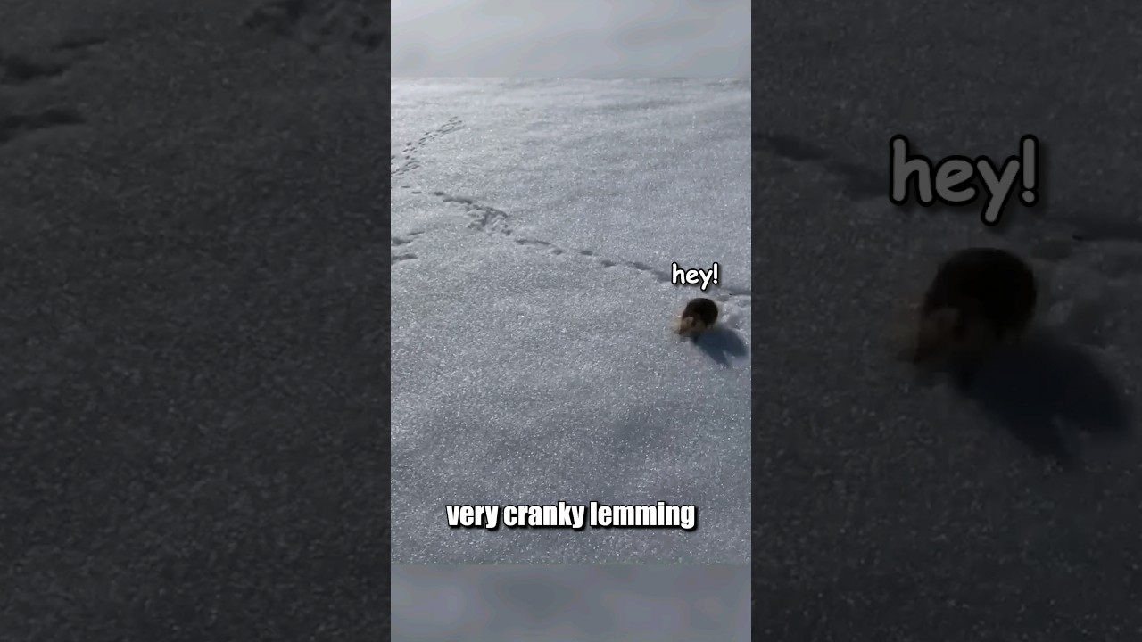 This little lemming was not having any of it 🤣