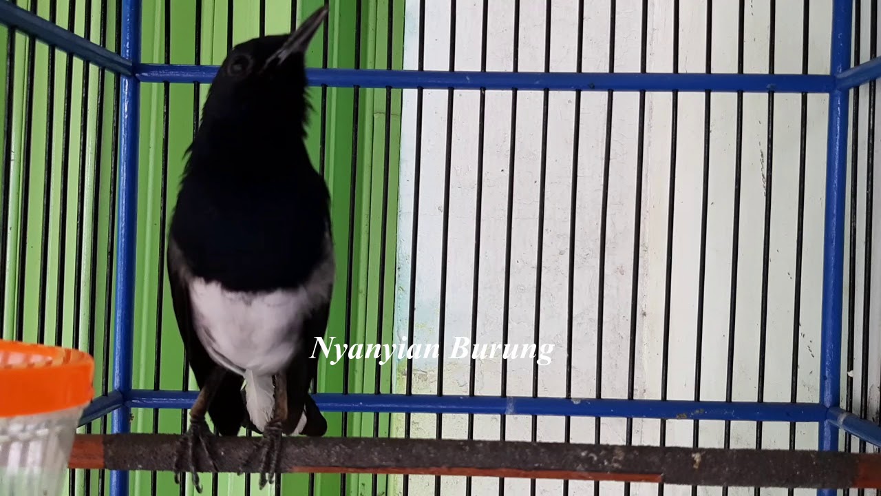 Repeat Baru 30 Detik Kacer Nyaut Ngeplong Full Bukpar By Nyanyian