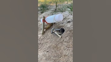DIY Snake Trap using Water bottle #campping #animals #shorts